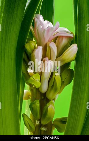 Rosa Hyazinth (Hyacinthus), blühende, herrliche Blüte, zarte, glockenförmige Blumen zwischen grünen Blättern, dekorative Frühlingspflanze auf Stockfoto