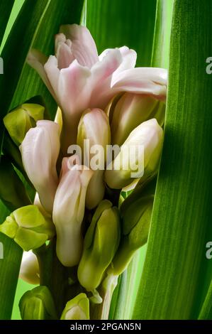 Rosa Hyazinth (Hyacinthus), blühende, herrliche Blüte, zarte, glockenförmige Blumen zwischen grünen Blättern, dekorative Frühlingspflanze auf Stockfoto