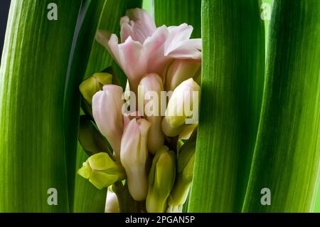 Rosa Hyazinth (Hyacinthus), blühende, herrliche Blüte, zarte, glockenförmige Blumen zwischen grünen Blättern, dekorative Frühlingspflanze auf Stockfoto