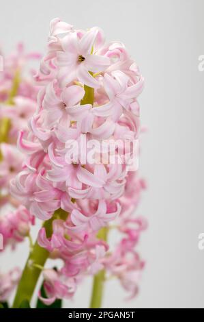 Rosa Hyazinth (Hyacinthus), blühende stattliche Blüte, zarte, intime glockenförmige Blumen, dekorative Frühlingspflanze auf einem hellen Hintergrund Stockfoto