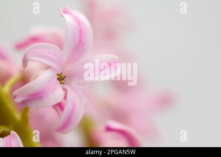 Rosa Hyazinth (Hyacinthus), blühende stattliche Blüte, zarte, intime glockenförmige Blumen, dekorative Frühlingspflanze auf einem hellen Hintergrund Stockfoto