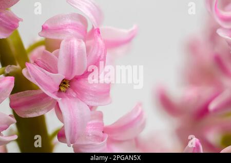 Rosa Hyazinth (Hyacinthus), blühende stattliche Blüte, zarte, intime glockenförmige Blumen, dekorative Frühlingspflanze auf einem hellen Hintergrund Stockfoto