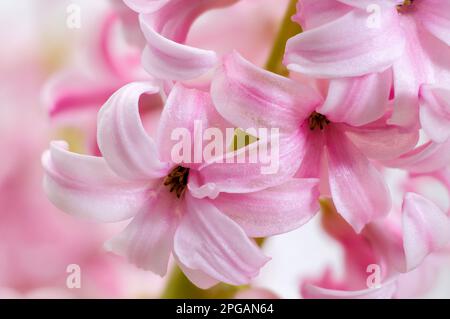 Rosa Hyazinth (Hyacinthus), blühende stattliche Blüte, zarte, intime glockenförmige Blumen, dekorative Frühlingspflanze auf einem hellen Hintergrund Stockfoto