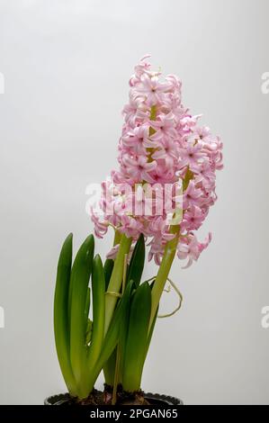 Rosa Hyazinth in einem Topf (Hyacinthus), blühende stattliche Blüte, glockenförmige zarte Blumen, dekorative Frühlingspflanze auf hellem Hintergrund in Kl Stockfoto