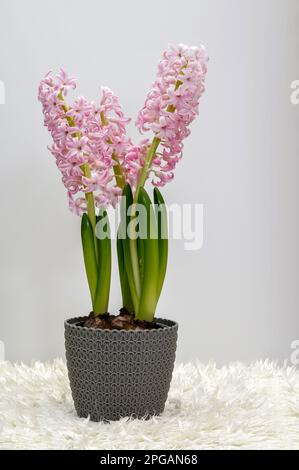 Rosa Hyazinth in einem Topf (Hyacinthus), blühende stattliche Blüte, glockenförmige zarte Blumen, dekorative Frühlingspflanze auf hellem Hintergrund in Kl Stockfoto