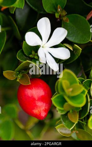 Carissa-Carandas-Blumen und -Früchte. Carissa Grandiflora. Carissa macrocarpa. Natal Plum Carisse. Carissa carandas, Carunda, Koromcha Obstbaum, tropische Zitruskaranda Stockfoto