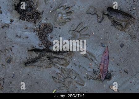 Spuren mehrerer Tierarten in Kalifornien, Fußabdrücke von Waschbären und Rehen im Schlamm. Stockfoto