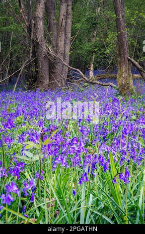 Teppich aus englischen Bluebells oder Hyacinthoides non-scripta im Frühjahr in Wäldern, East Sussex, England Stockfoto