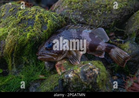 Meeresbarsch, Helicolenus percoides, ein Meeresfisch an der Küste im Fiordland-Nationalpark, Aotearoa Neuseeland. Stockfoto