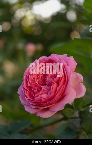 Blühende gelbe und rote Rosen in einem mystischen Garten auf einem geheimnisvollen märchenhaften sommerlichen Blumenhintergrund. Fantastische Natur, traumhafte Landschaft. Ich bin dabei Stockfoto