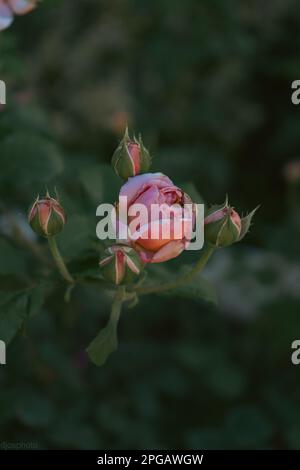 Blühende gelbe und rote Rosen in einem mystischen Garten auf einem geheimnisvollen märchenhaften sommerlichen Blumenhintergrund. Fantastische Natur, traumhafte Landschaft. Ich bin dabei Stockfoto