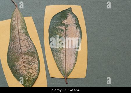 Getrocknete Blätter auf gelben Papierkarten und grobem grünen Papier Stockfoto