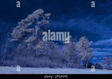 Infrarot-Landschaft mit 720 nm, strahlend weißer Vegetation, surrealen Wäldern und sanften Hügeln in Falschfarbenfotografie, traumhafte Naturszene Stockfoto