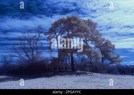 Infrarot-Landschaft mit 720 nm, strahlend weißer Vegetation, surrealen Wäldern und sanften Hügeln in Falschfarbenfotografie, traumhafte Naturszene Stockfoto