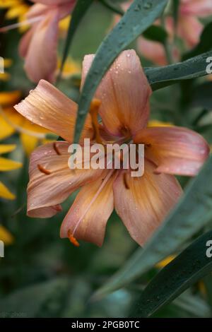 Lilienblume mit Regentropfen. Desktop-Hintergrundbild. Regentropfen. Lily, ich... Nahaufnahme einer Lilienblume mit Regentropfen auf den Blütenblättern. Schönheit in der Natur. Sommer-Flow Stockfoto