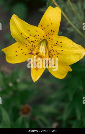 Lilienblume mit Regentropfen. Desktop-Hintergrundbild. Regentropfen. Lily, ich... Nahaufnahme einer Lilienblume mit Regentropfen auf den Blütenblättern. Schönheit in der Natur. Sommer-Flow Stockfoto