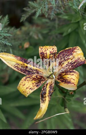 Lilienblume mit Regentropfen. Desktop-Hintergrundbild. Regentropfen. Lily, ich... Nahaufnahme einer Lilienblume mit Regentropfen auf den Blütenblättern. Schönheit in der Natur. Sommer-Flow Stockfoto