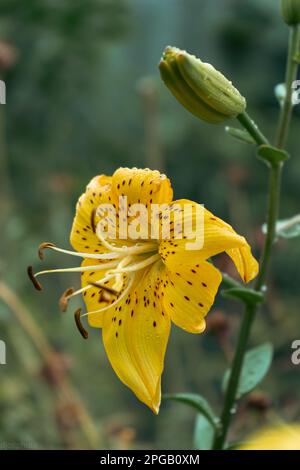 Lilienblume mit Regentropfen. Desktop-Hintergrundbild. Regentropfen. Lily, ich... Nahaufnahme einer Lilienblume mit Regentropfen auf den Blütenblättern. Schönheit in der Natur. Sommer-Flow Stockfoto