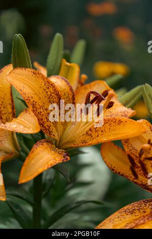 Lilienblume mit Regentropfen. Desktop-Hintergrundbild. Regentropfen. Lily, ich... Nahaufnahme einer Lilienblume mit Regentropfen auf den Blütenblättern. Schönheit in der Natur. Sommer-Flow Stockfoto