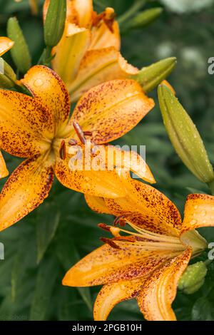 Lilienblume mit Regentropfen. Desktop-Hintergrundbild. Regentropfen. Lily, ich... Nahaufnahme einer Lilienblume mit Regentropfen auf den Blütenblättern. Schönheit in der Natur. Sommer-Flow Stockfoto