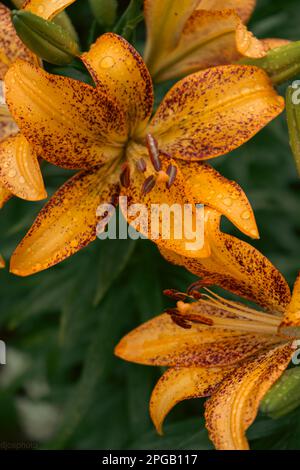 Lilienblume mit Regentropfen. Desktop-Hintergrundbild. Regentropfen. Lily, ich... Nahaufnahme einer Lilienblume mit Regentropfen auf den Blütenblättern. Schönheit in der Natur. Sommer-Flow Stockfoto