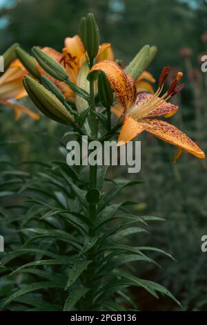 Lilienblume mit Regentropfen. Desktop-Hintergrundbild. Regentropfen. Lily, ich... Nahaufnahme einer Lilienblume mit Regentropfen auf den Blütenblättern. Schönheit in der Natur. Sommer-Flow Stockfoto