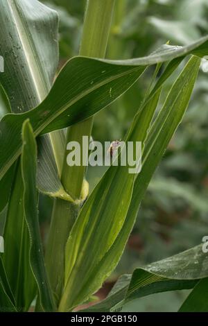 Lilienblume mit Regentropfen. Desktop-Hintergrundbild. Regentropfen. Lily, ich... Nahaufnahme einer Lilienblume mit Regentropfen auf den Blütenblättern. Schönheit in der Natur. Sommer-Flow Stockfoto