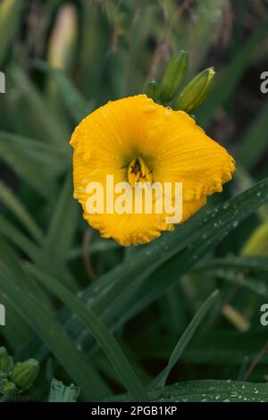 Lilienblume mit Regentropfen. Desktop-Hintergrundbild. Regentropfen. Lily, ich... Nahaufnahme einer Lilienblume mit Regentropfen auf den Blütenblättern. Schönheit in der Natur. Sommer-Flow Stockfoto