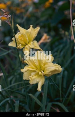 Lilienblume mit Regentropfen. Desktop-Hintergrundbild. Regentropfen. Lily, ich... Nahaufnahme einer Lilienblume mit Regentropfen auf den Blütenblättern. Schönheit in der Natur. Sommer-Flow Stockfoto