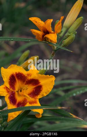 Lilienblume mit Regentropfen. Desktop-Hintergrundbild. Regentropfen. Lily, ich... Nahaufnahme einer Lilienblume mit Regentropfen auf den Blütenblättern. Schönheit in der Natur. Sommer-Flow Stockfoto