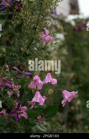 Violette Blumen in einem mystischen Garten auf einem geheimnisvollen märchenhaften sommerlichen Blumenhintergrund. Fantastische Natur, traumhafte Landschaft. Ich bin zurückhaltend, dar Stockfoto