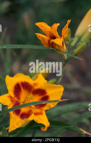 Lilienblume mit Regentropfen. Desktop-Hintergrundbild. Regentropfen. Lily, ich... Nahaufnahme einer Lilienblume mit Regentropfen auf den Blütenblättern. Schönheit in der Natur. Sommer-Flow Stockfoto