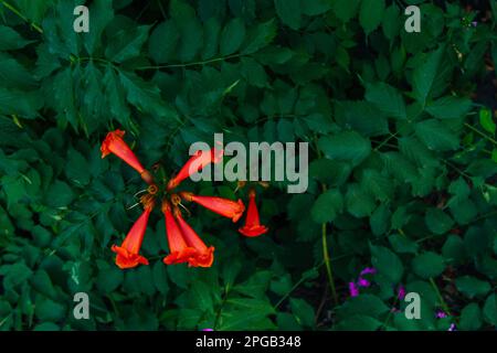 Rote Blüten von Campsis grandiflora entlang der Straße in Blüte im Sommer auf dunklem Hintergrund. Campsis grandiflora, allgemein bekannt als die Chinesen Stockfoto