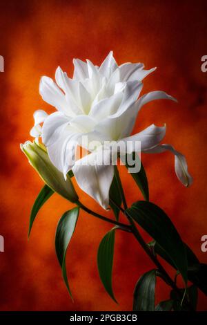 Schöne Weiße Doppelrose Lily Still Life Stockfoto