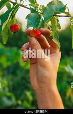 Ein Baum voller Paradiesäpfel im Garten. Die Hand eines Mannes erntet Paradiesäpfel. Bauern mit frisch gepflückten Äpfeln Stockfoto