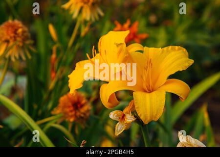 Lilienblume mit Regentropfen. Desktop-Hintergrundbild. Regentropfen. Lily, ich... Nahaufnahme einer Lilienblume mit Regentropfen auf den Blütenblättern. Schönheit in der Natur. Sommer-Flow Stockfoto