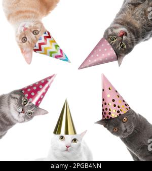 Süße Katzen mit Partyhüten auf weißem Hintergrund, Collage Stockfoto