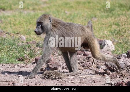 Olive Pavian (Papio Anubis), Lake Manyara National Park, Tansania Stockfoto