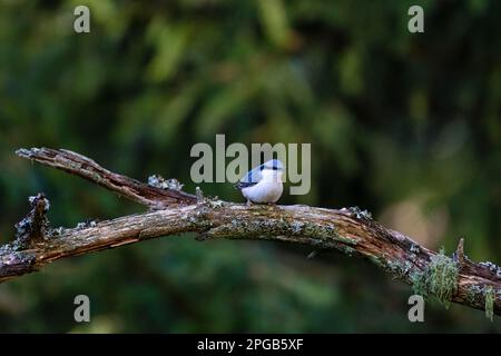 Nördlicher eurasischer Nacktschwanz (Sitta europaea), Sitz in einer mit Lichen umhüllten Zweigstelle, Store Mosse National Park, Smaland, Schweden Stockfoto