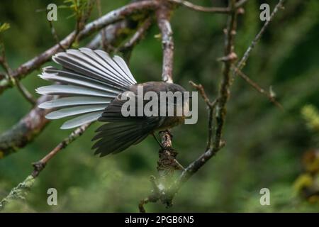 Neuseeland Fantail (Rhipidura fuliginosa) ein endemischer Vogel, der nur in Aotearoa Neuseeland vorkommt. Stockfoto