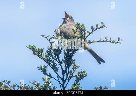 Ein singender Glockenvogel (Anthornis melanura), der im Nelson Lakes National Park auf der Südinsel Aotearoa Neuseeland spricht. Stockfoto
