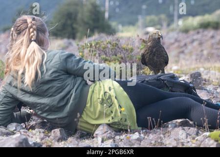 Eine Frau beobachtet, wie sich ein Kea (Nestor Notabilis) im Arthur's Pass Nationalpark auf der Südinsel Aotearoa Neuseeland ihr nähert. Stockfoto