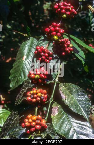 Früchte der Kaffeepflanze (Coffee arabica) in Madikeri, Coorg, Karnataka, Südindien, Indien, Asien Stockfoto