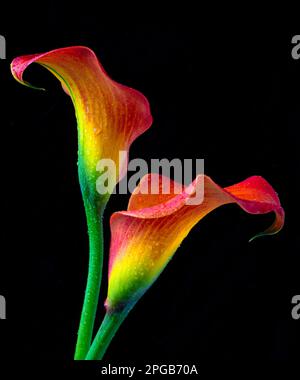 Zwei Rote Und Gelbe Calla-Lilien Mit Dew Still Life Stockfoto