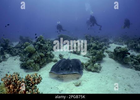 Schwarzfleckrochen (Taeniura meyeni), mehrere Taucher im Hintergrund. Tauchplatz Shaab El Erg, Hurghada, Ägypten, Rotes Meer Stockfoto