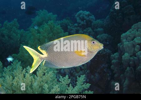 Gefleckte Kaninchen (Siganus stellatus laqueus), Kaninchen, Tauchplatz House Reef Mangrove Bay, El Quesir, Ägypten, Rotes Meer Stockfoto