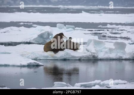 Walrusse (Odobenus rosmarus), zwei Erwachsene auf einer Eisscholle im Packeis, Hinlopen-Straße, Spitsbergen, Svalbard-Archipel Stockfoto