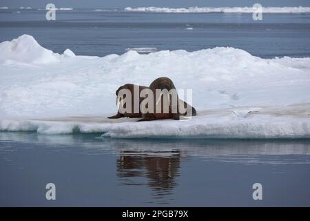 Walruses (Odobenus rosmarus), zwei Erwachsene auf einer Eisscholle, mit Wasserreflexion, Sorporten, Hinlopen-Straße, Svalbard, Svalbard-Archipel Stockfoto