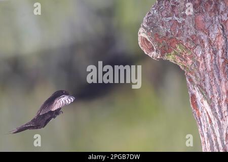 Common Swift (Apus apus), nähert sich der Speckhöhle, Selke-Tal bei Harzgerode, Harz-Berge, Deutschland Stockfoto