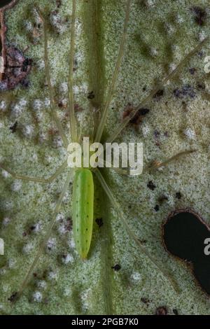Eine kleine grüne Ischalea Spinipes auf einem Blatt, eine in Neuseeland endemische Spinne, gefunden im Fiordland National Park auf der Südinsel. Stockfoto